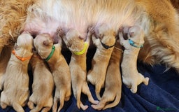 Golden Retriever dogs for sale: Meet our outstanding litter of Retriever puppies! - Advert 6