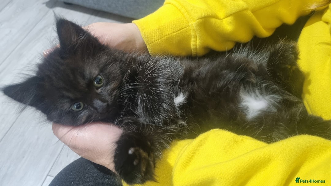 Turkish Angora cats for sale: Beautiful Fluffy Kittens Looking for Loving Homes - Image 31