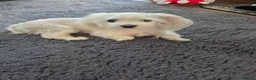 Maltese dogs for sale: Mini Maltese  - Advert 2