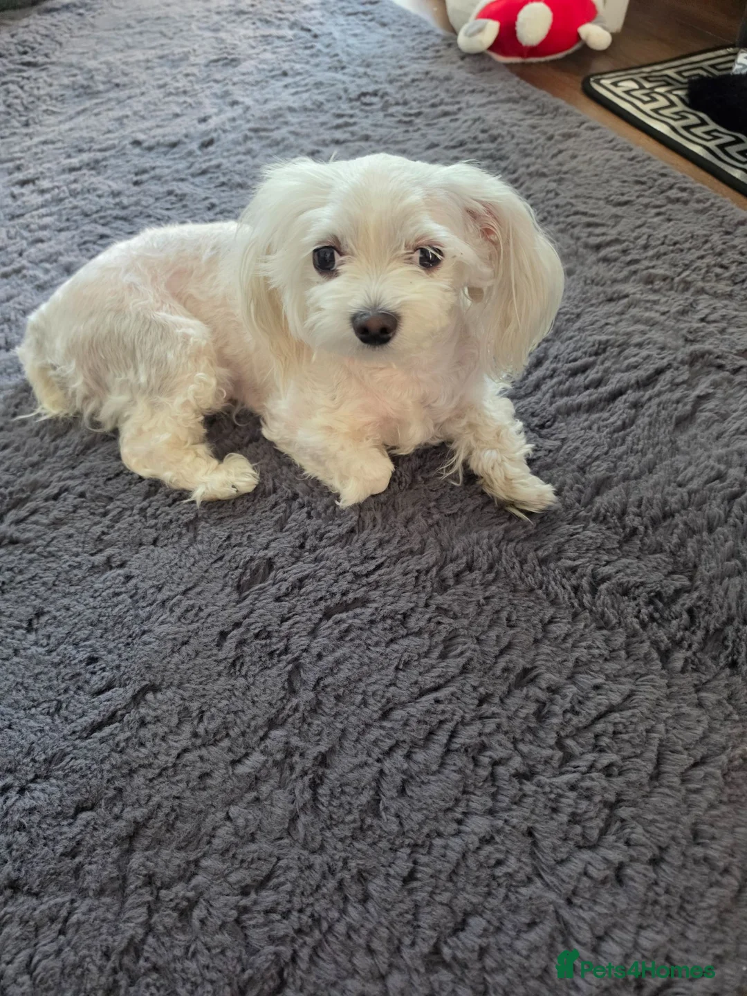 Maltese dogs for sale: Mini Maltese  - Advert 2