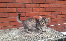 British Shorthair cats for sale: beautiful kittens available to pick up - Image 20