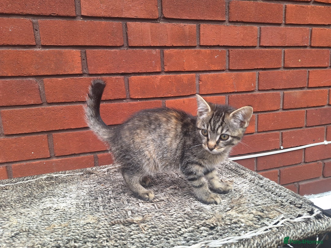 British Shorthair cats for sale: beautiful kittens available to pick up - Image 20