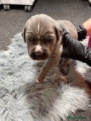 Cane Corso Puppy 4