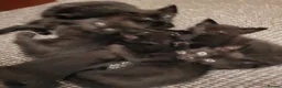 Mixed Breed cats for sale: 7 black kitten  - Advert 2