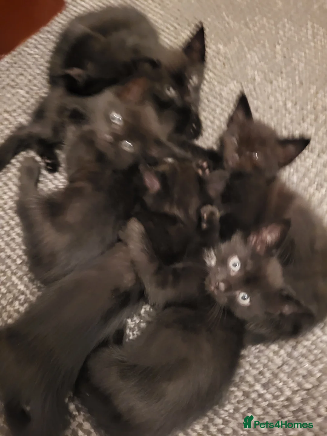 Mixed Breed cats for sale: 7 black kitten  - Advert 2