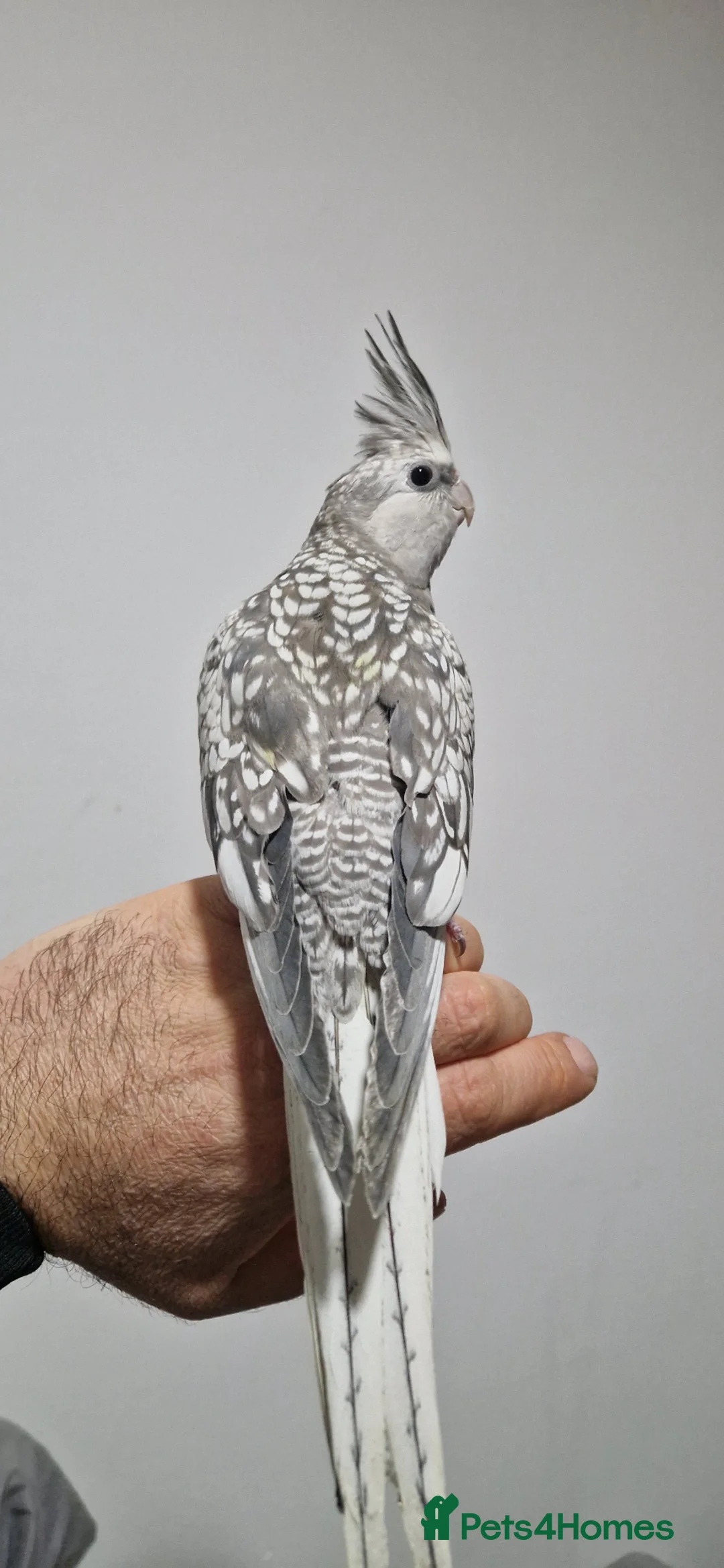 Cockatiels birds for sale: Super Tamed friendly cockatiel parrot  - Advert 2