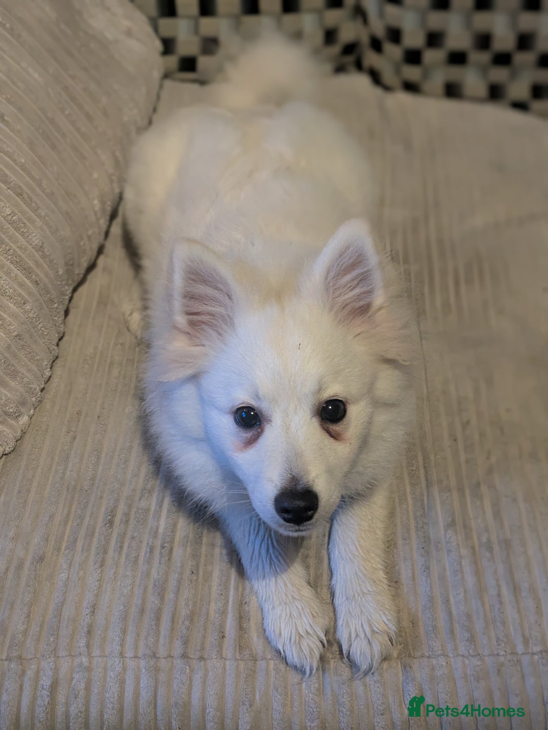 Japanese Spitz dogs for sale: Beautiful Japanese Spitz Puppy For Sale  - Advert 1