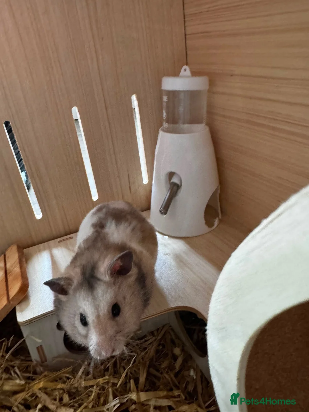 Hamster rodents for sale: Syrian hamster in Aylesbury - Advert 2