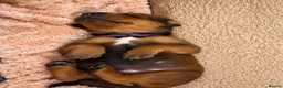 Mixed Breed dogs for sale: Irish setter cross Doberman puppies - Advert 1