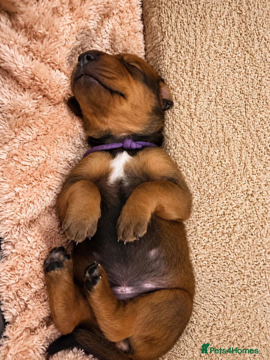Mixed Breed dogs for sale: Irish setter cross Doberman puppies - Advert 1
