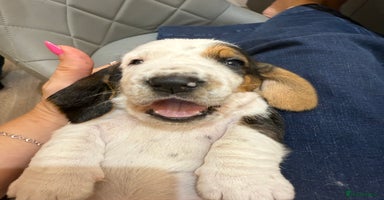 Basset Hound dogs - Advert 12