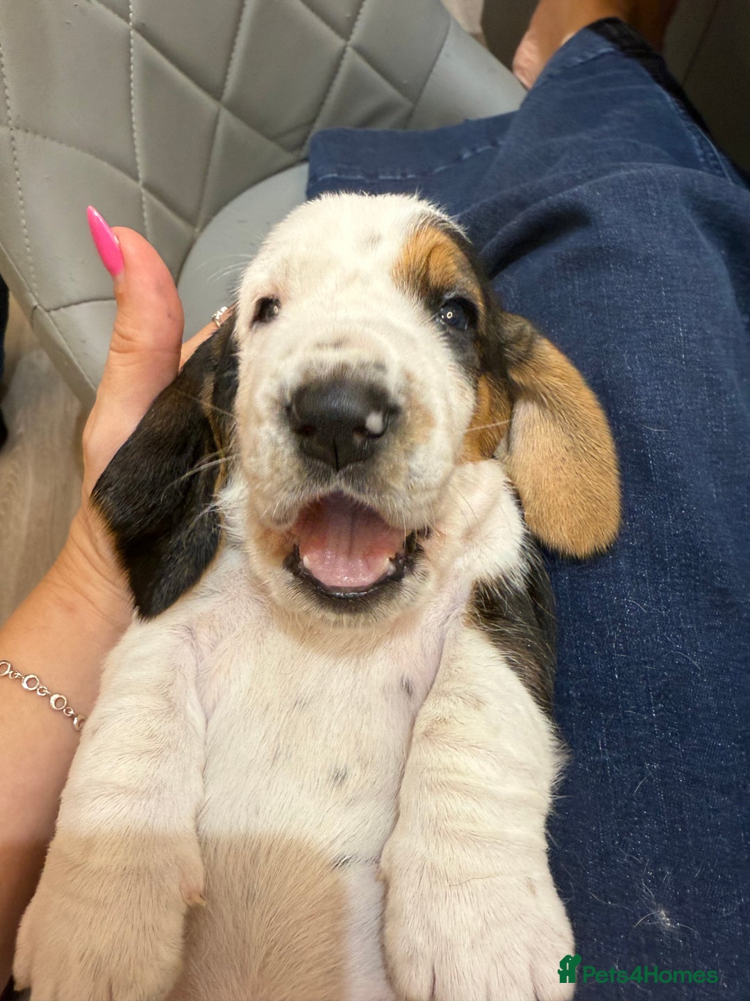 Basset Hound dogs for sale: Beautiful Basset Hound Puppies  - Image 2