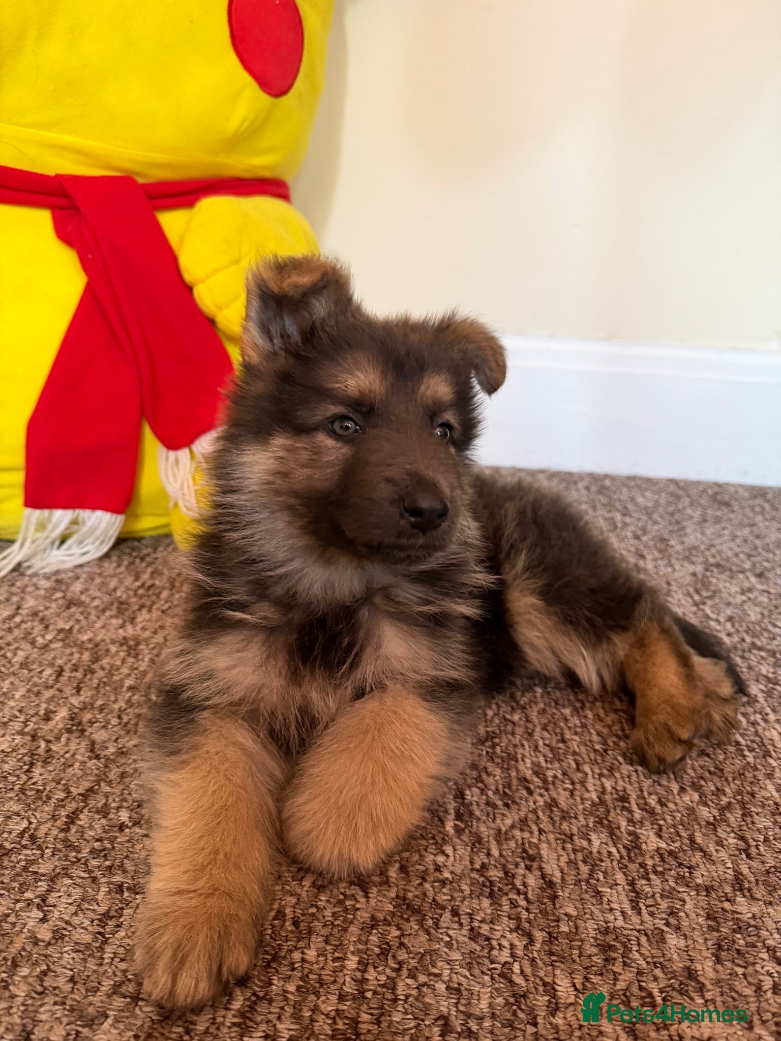 German Shepherd dogs Blue and tan puppy with blue eyes left now - Advert 15