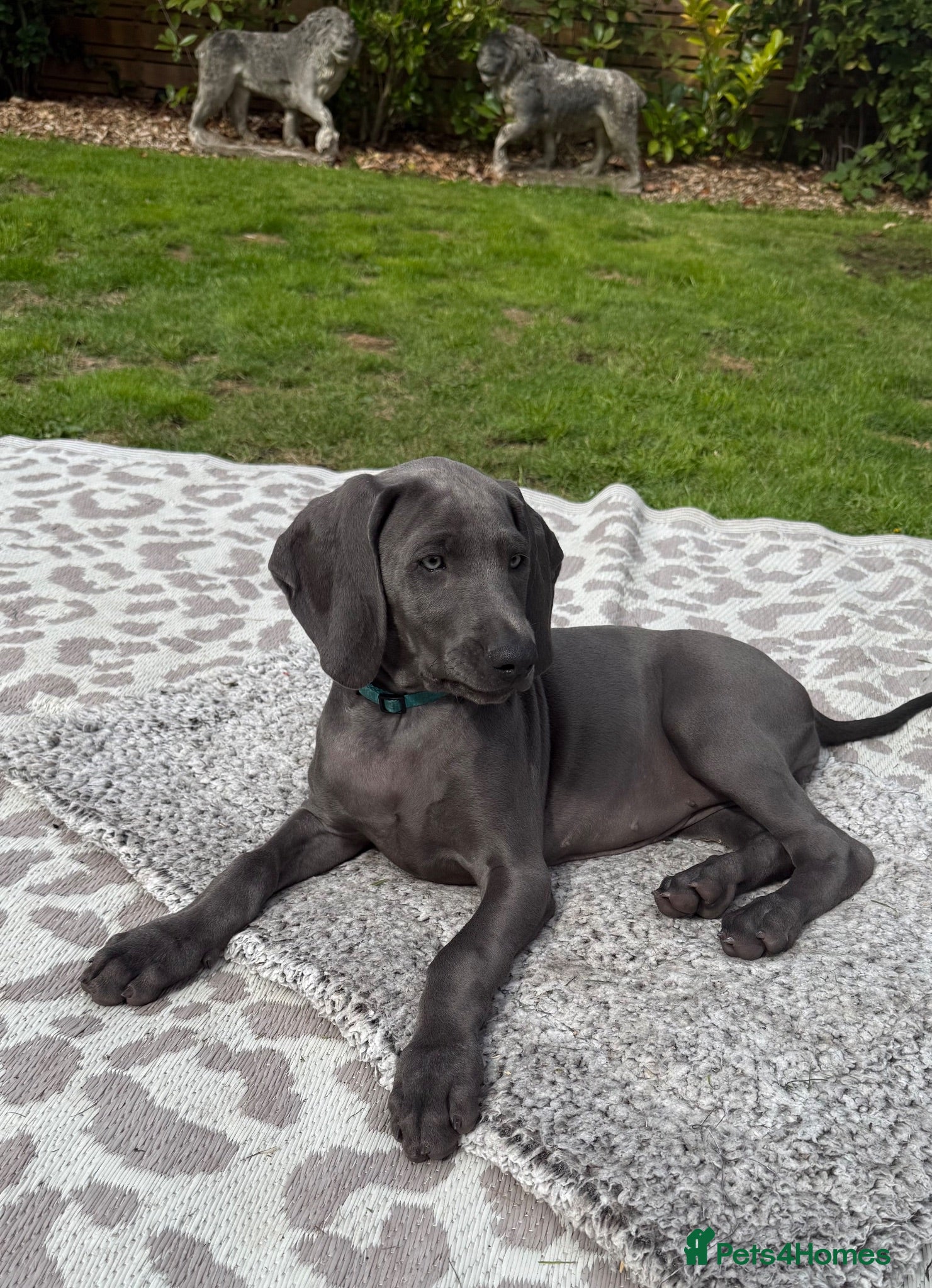 Weimaraner dogs Ready Now KC Reg Weimaraner Blue Puppies - Advert 2