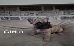 French Bulldog dogs for sale: French Bulldog puppies  - Image 13