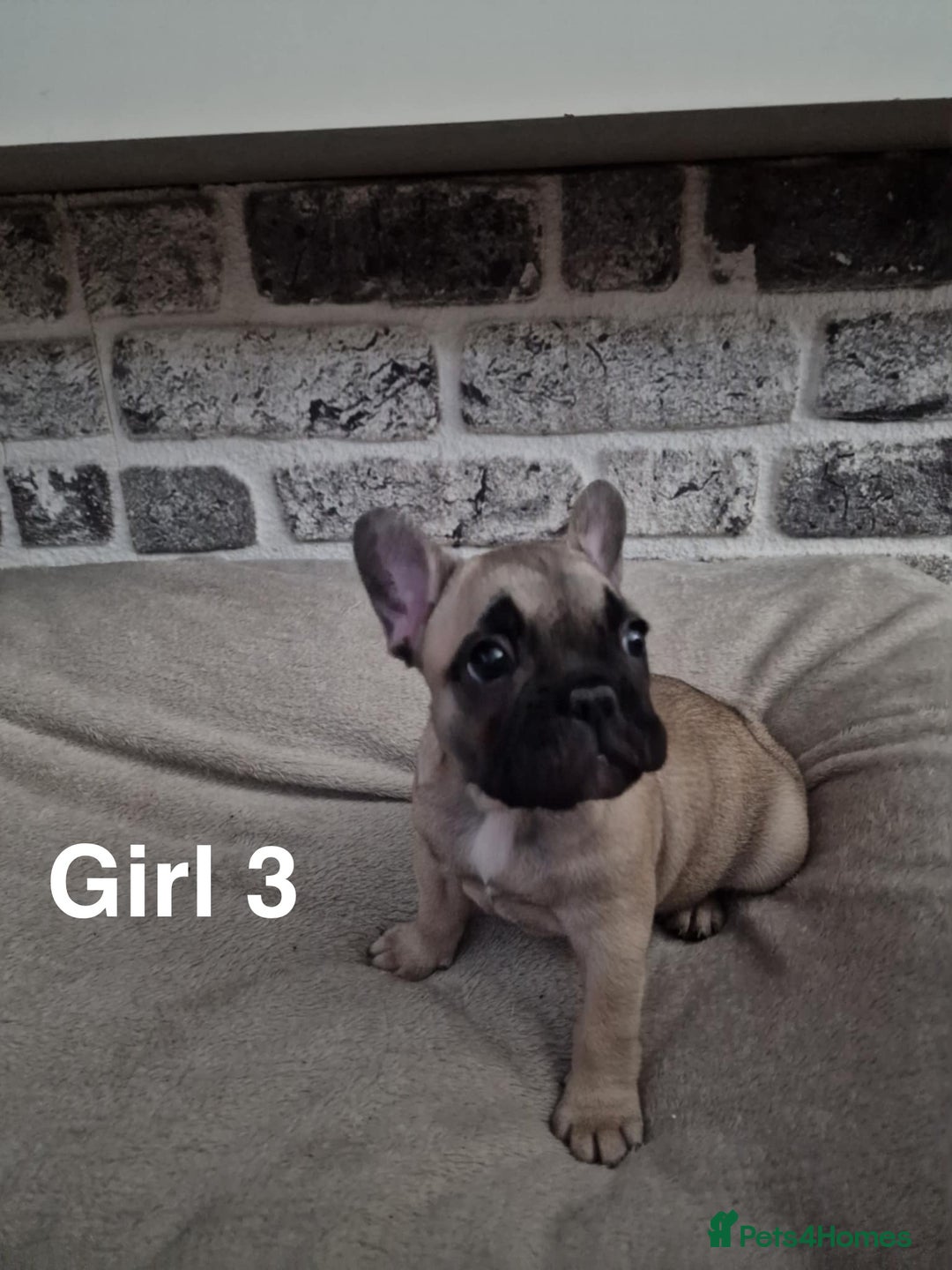 French Bulldog dogs for sale: French Bulldog puppies  - Image 13