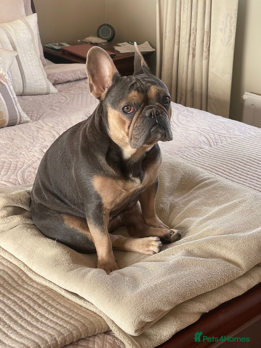 French Bulldog dogs for sale: Kallie  - Advert 12