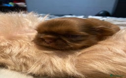 Shih Tzu dogs for sale: Doll face shih tzu tri colour puppy’s  - Image 1