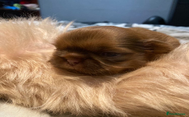 Shih Tzu dogs - Advert 8