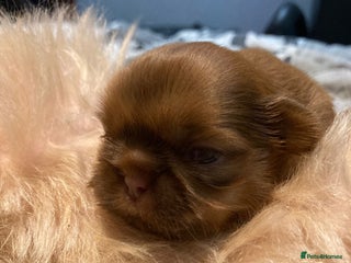 Shih Tzu dogs - Advert 3