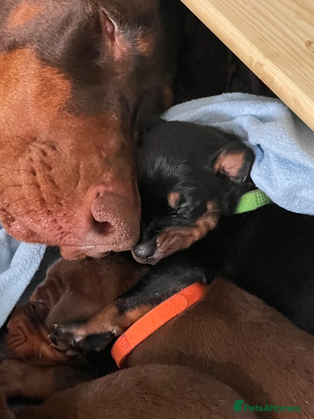 Dobermann dogs for sale: 7 beautiful, healthy Dobermann puppies for sale - Advert 2