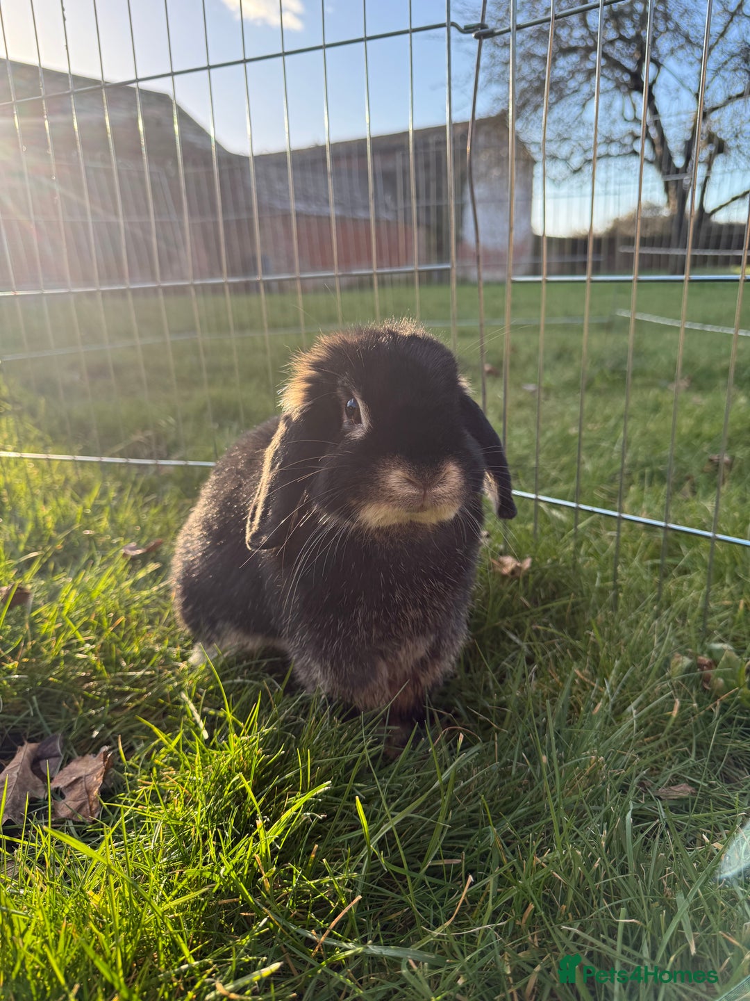 Mini Lop rabbits for sale: 🖤🩶🤎 Gorgeous Pure Bred Mini Lops 🖤🩶🤎 - Advert 17