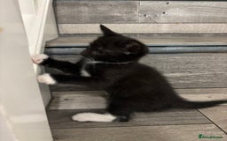 Domestic Shorthair cats for sale: Lovely 5 kittens for sale - Image 3