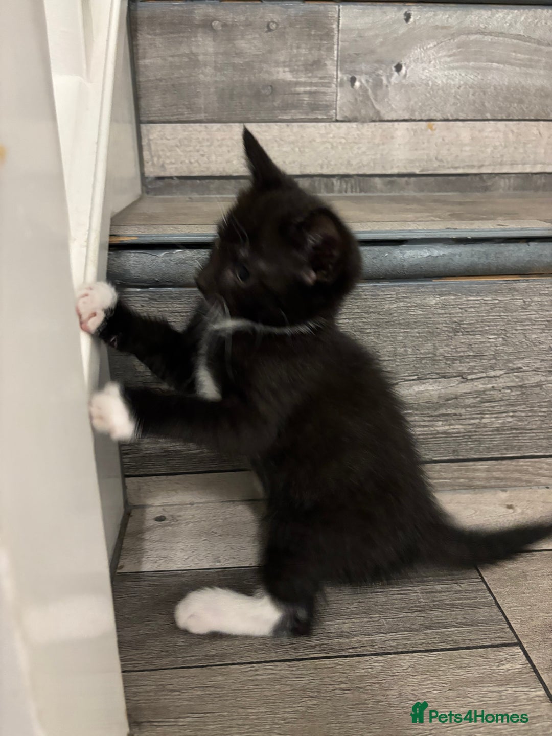 Domestic Shorthair cats for sale: Lovely 5 kittens for sale - Image 3
