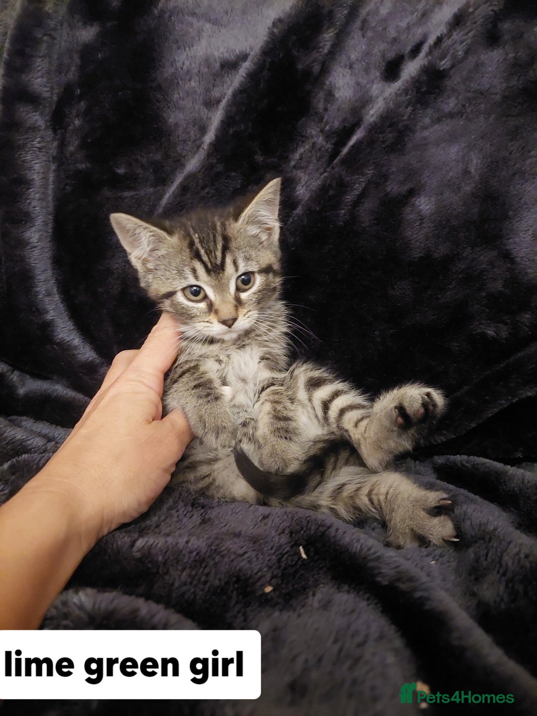 Mixed Breed cats for sale: Beautiful siver tabby kittens  - Image 15