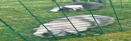 Mini Lop rabbits for sale: 2 beautiful bonded bunnies  in Bath - Advert 4