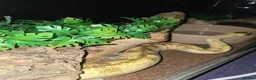 Python Snake reptiles for sale: 5x royal pythons and set ups in Birmingham - Advert 8
