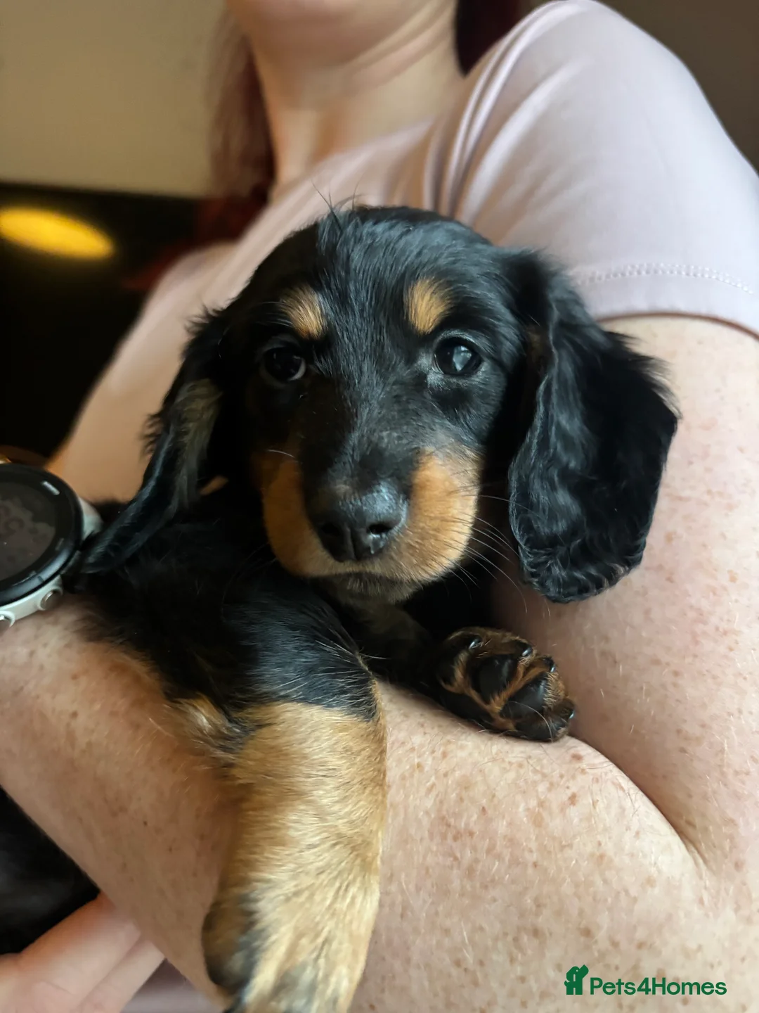 Miniature Dachshund dogs for sale: Miniature long haired dachshund  - Advert 1
