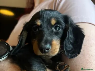 Miniature Dachshund dogs Miniature long haired dachshund - Advert 1