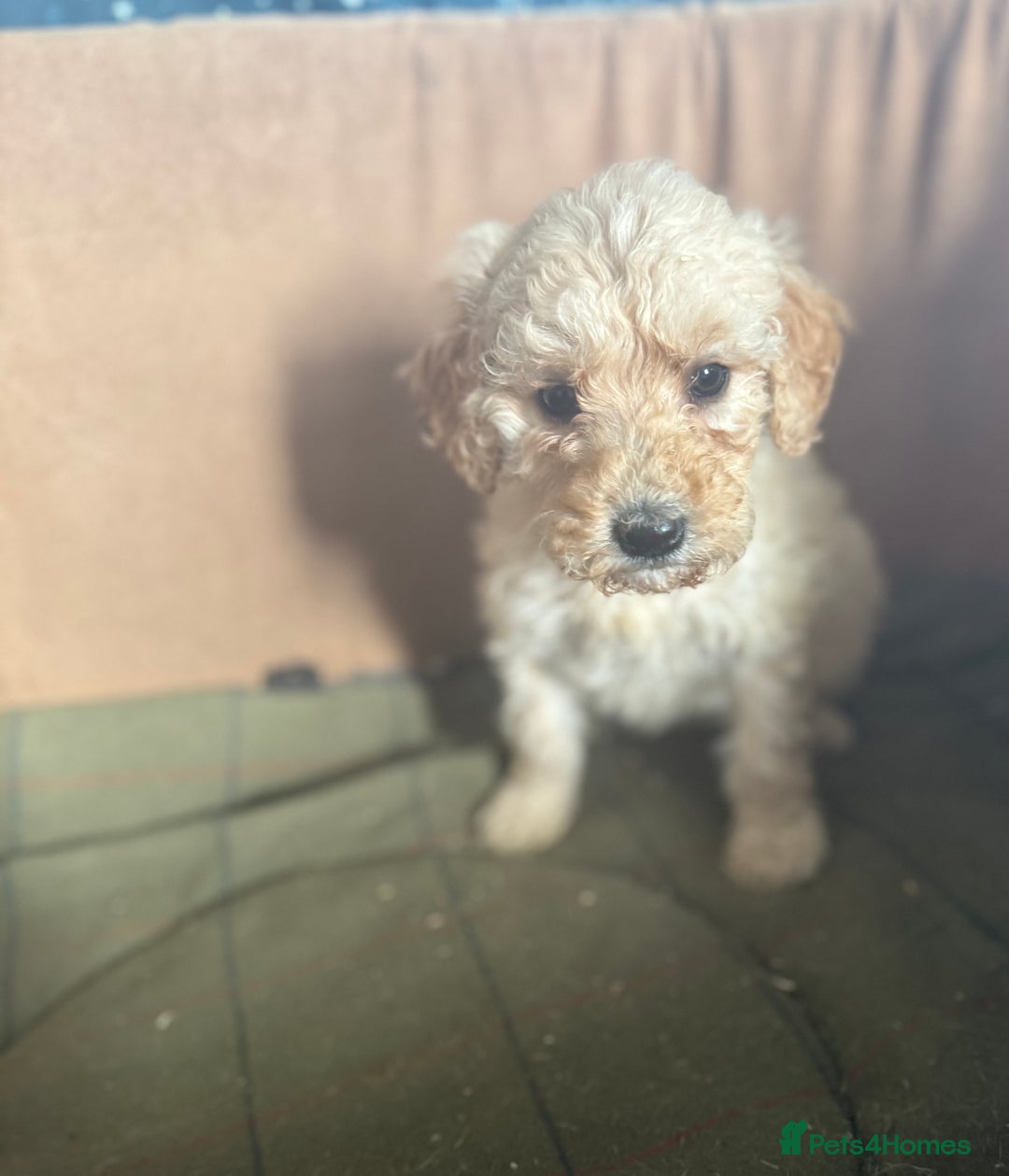 Mixed Breed dogs for sale: minature goldendoodles  - Image 4