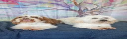 Havanese dogs for sale: Stunning full breed havanese puppies. 6 boys avail - Advert 21