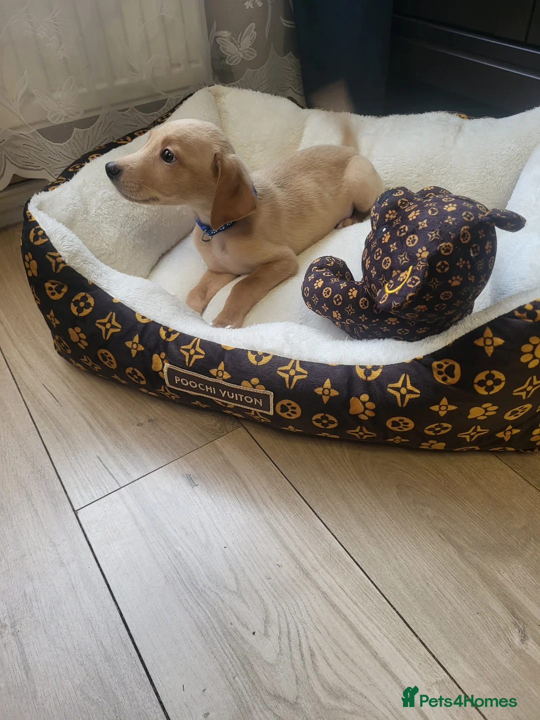Labrador Retriever dogs for sale: KC registered Labrador Retriever puppies - Advert 4