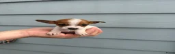 Jack Russell dogs for sale: Jack Russell Puppies - Advert 7