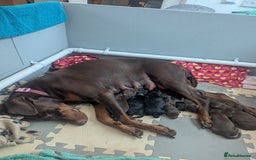 Dobermann dogs for sale: Stunning Dobermann puppies in Nottingham - Image 5