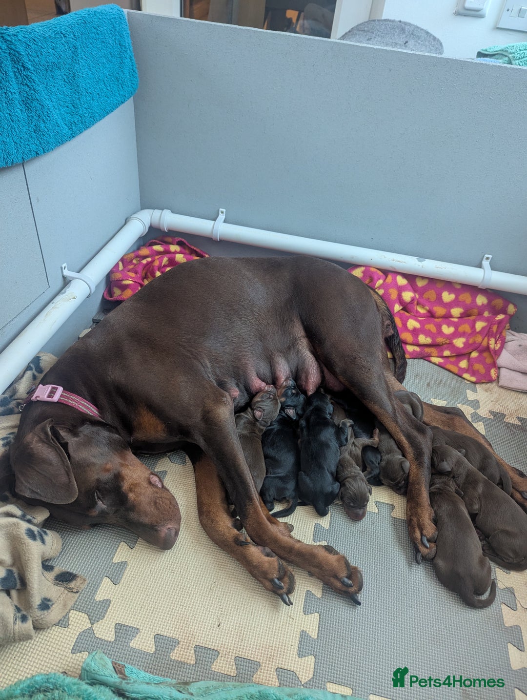 Dobermann dogs for sale: Stunning Dobermann puppies in Nottingham - Image 5
