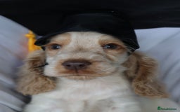 Cocker Spaniel dogs for sale: Championline Cocker Spaniel - Advert 2