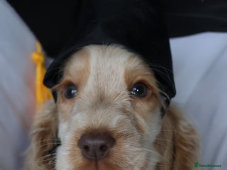 Cocker Spaniel dogs Championline Cocker Spaniel - Advert 10