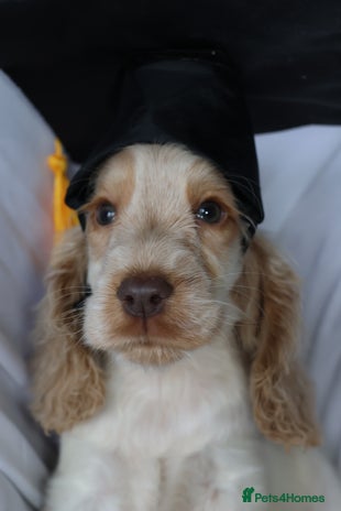 Cocker Spaniel dogs Championline Cocker Spaniel - Advert 9