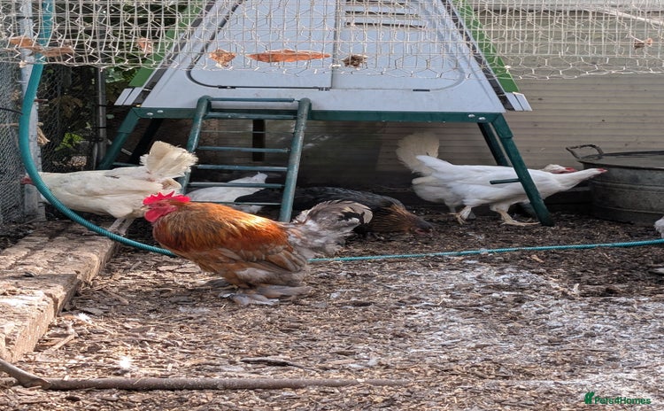 Chickens poultry - Advert 3