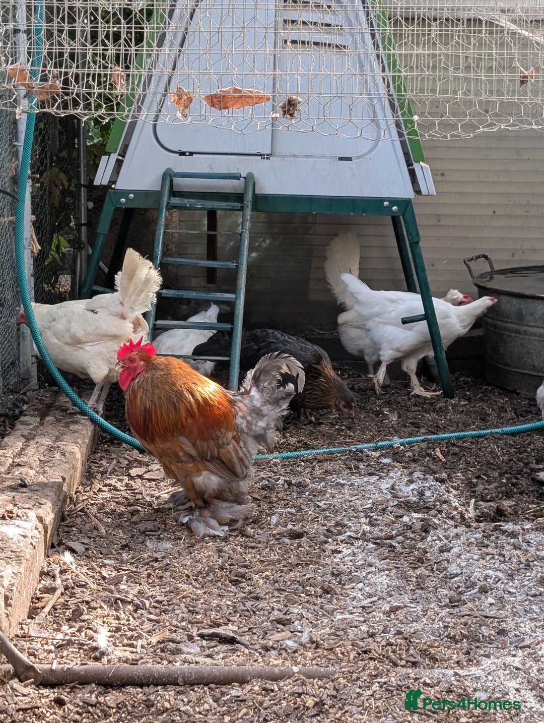 Chickens poultry for sale: 2 hens 4 months old  - Image 1