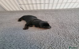 Miniature Dachshund dogs for sale: Minature dashshunds  - Image 6