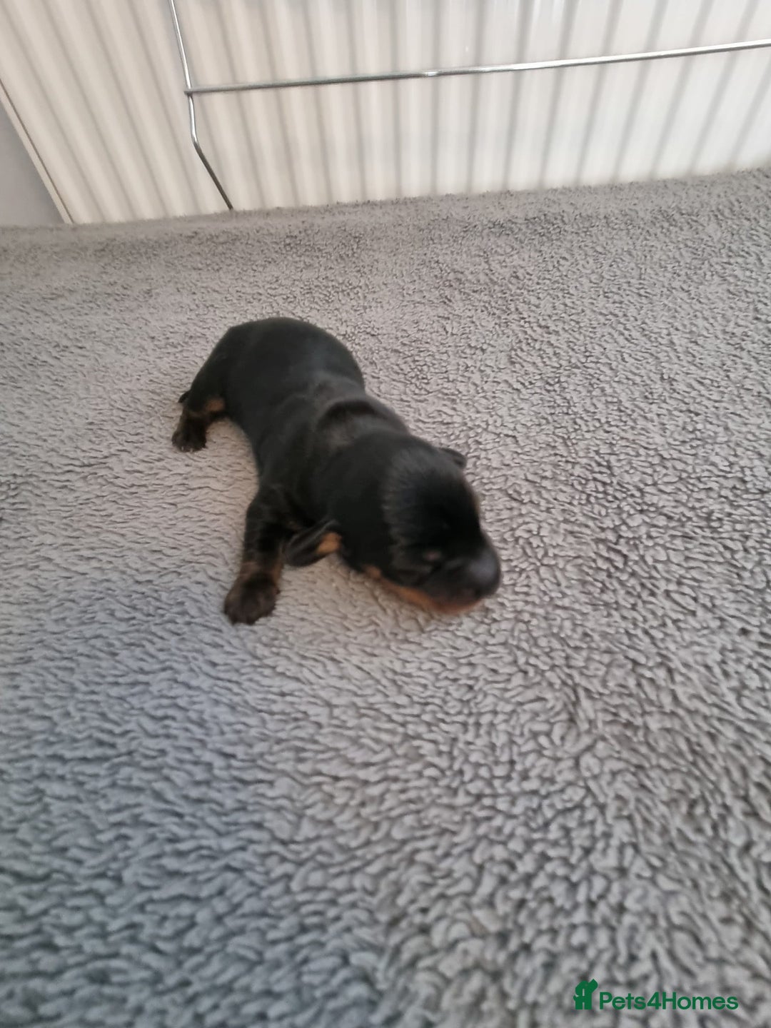 Miniature Dachshund dogs for sale: Minature dashshunds  - Image 6
