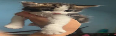Domestic Shorthair 3
