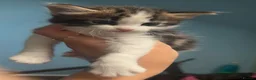 Domestic Shorthair cats for sale: Beautiful long haired tabby kittens  - Advert 9