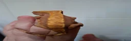 Gecko reptiles for sale: 3 crested geckos for sale  - Advert 3