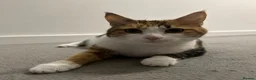 Mixed Breed cats for sale: Meet dice and Cookie - Advert 1